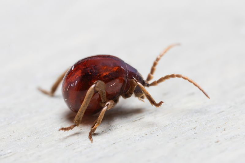 Anobiidae Ptininae - Gibbium Psylloides